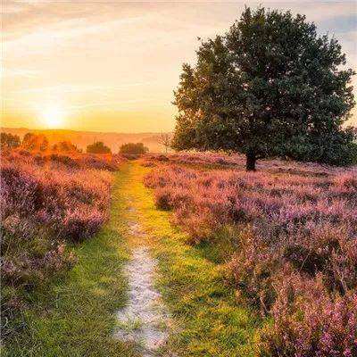 开元棋脾手机app下载